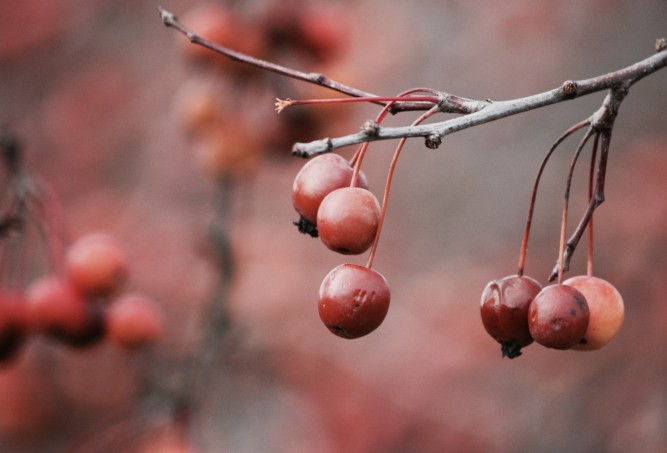Berries at winter