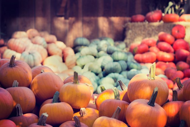 Pumpkin harvest