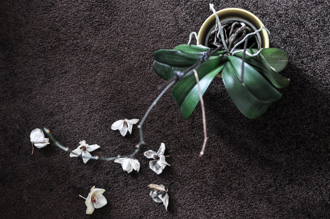 Orchid on carpet